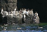 Common Murre